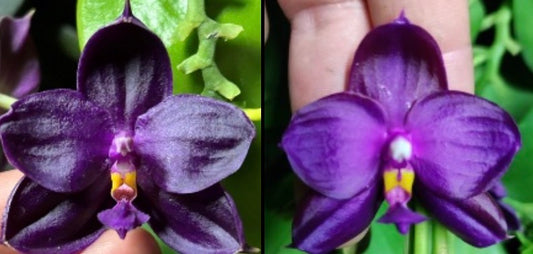 A side-by-side comparison of a dark purple orchid flower, shown close-up with fingers holding it on the left and held by a hand on the right, against a background of green leaves.