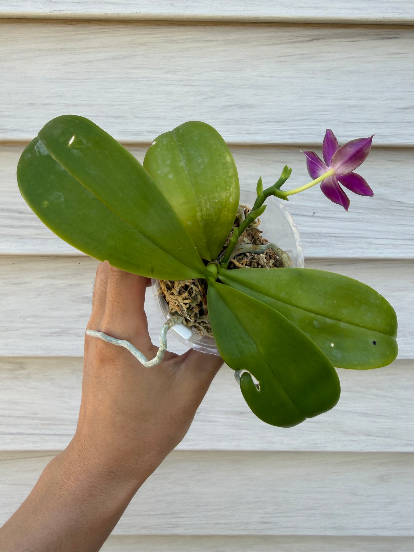 12301 - Phal. Mituo Princess x Phal. KS Blue Ludde