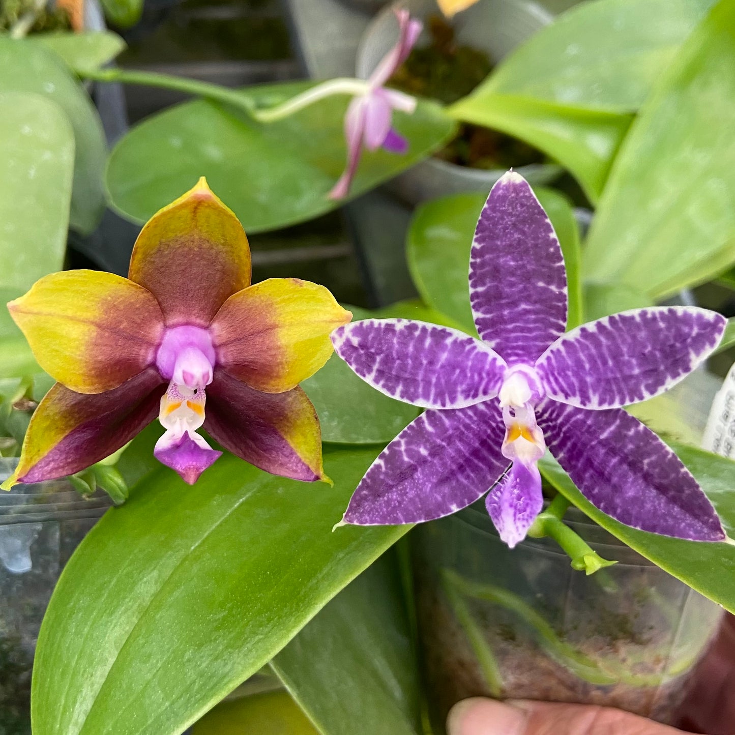 Compot QA055 - Phal. Mituo Princess 'MO-479' x Phal. Mainshow Blue Tint