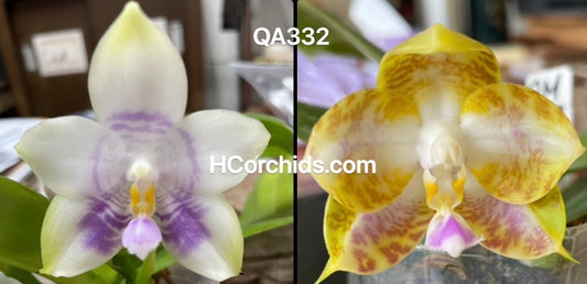 Flask - Phalaenopsis (Mituo Purple Dragon x MS Happy Tiger #1)