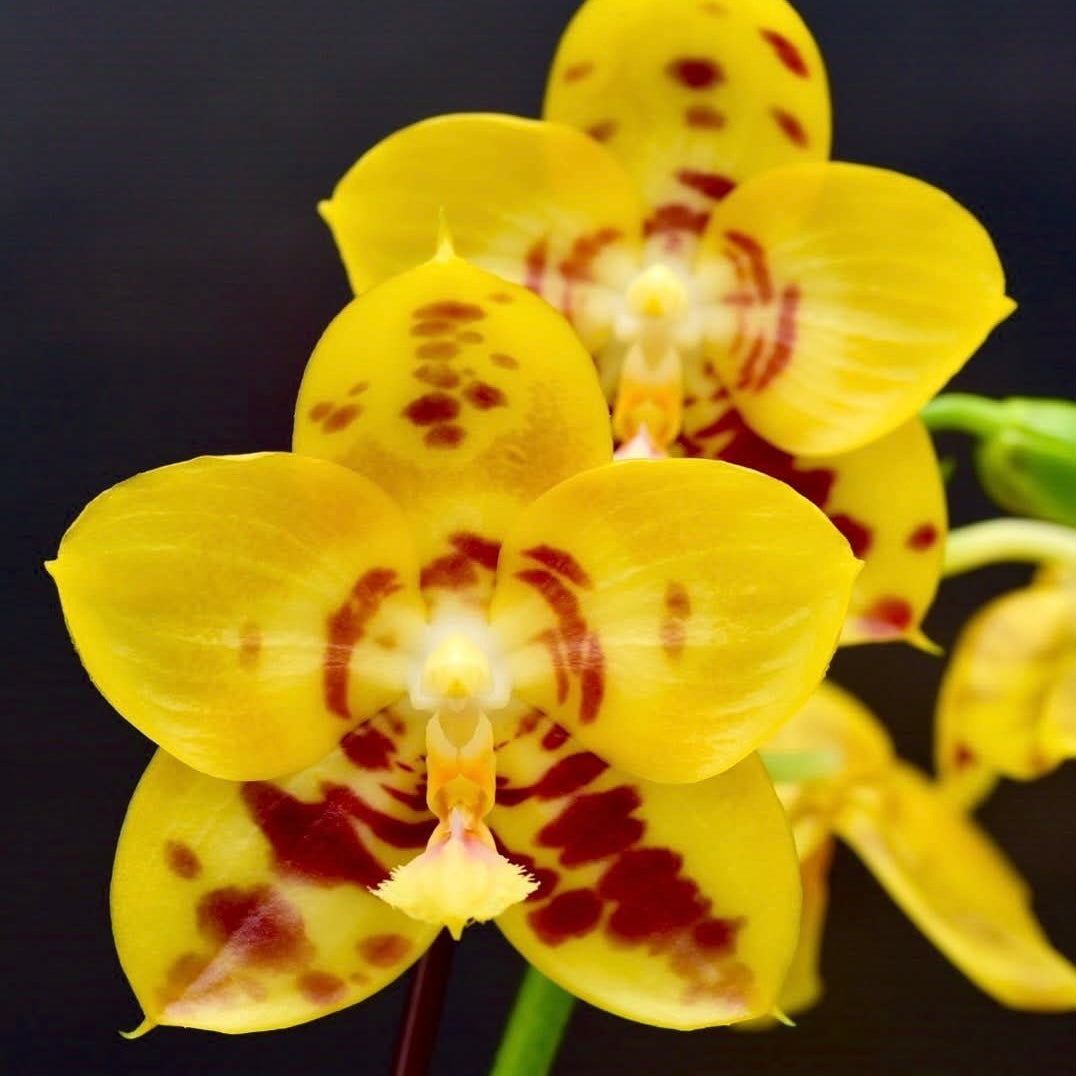 HCorchids