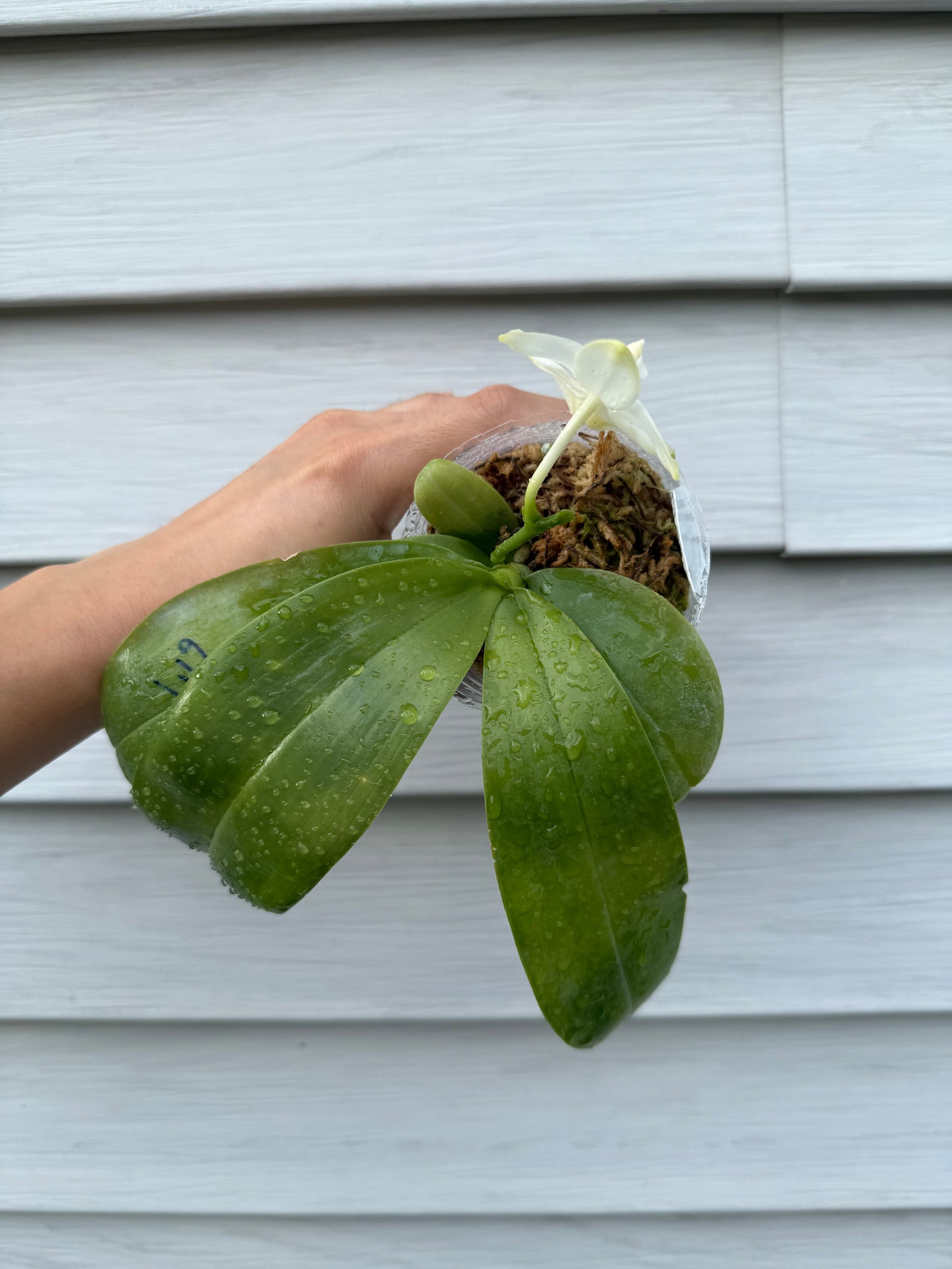 Phal. Yang Yang Blue Bellina x Phal. Lee Wai Queen
