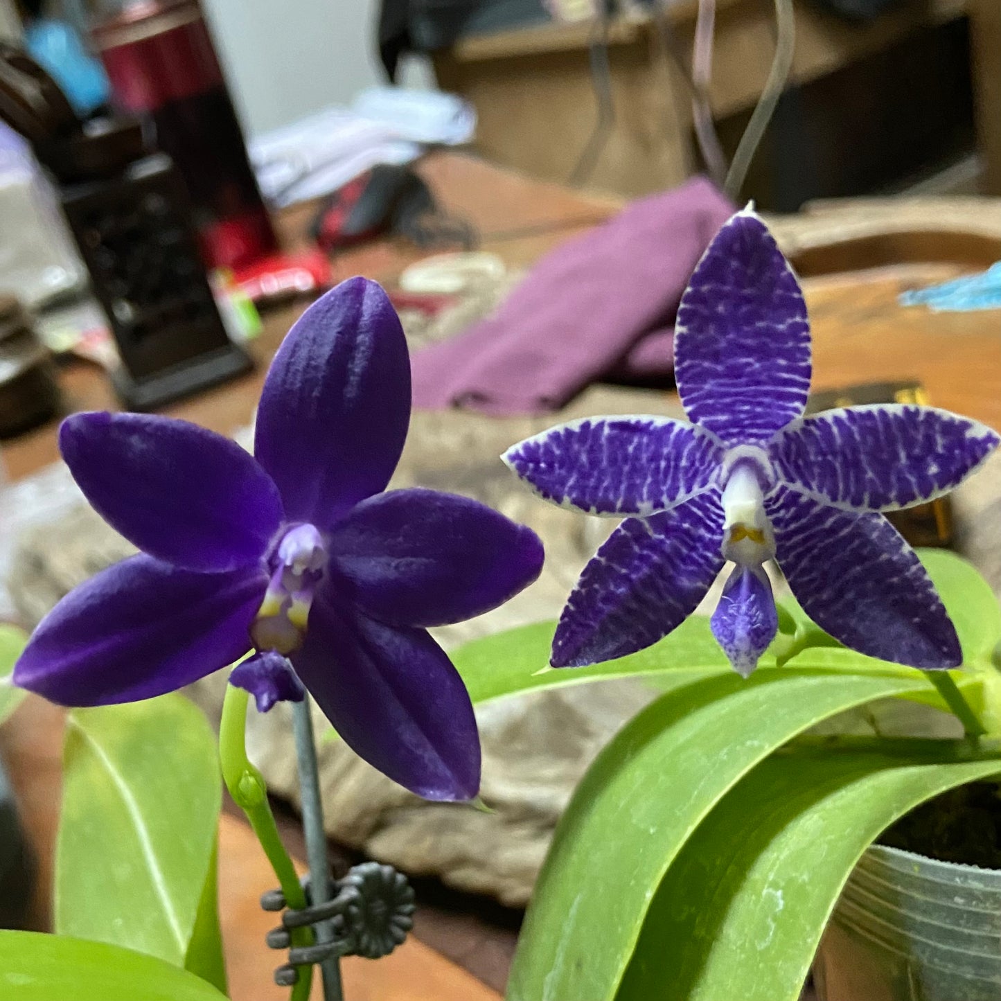 QA135 Phal. Mainshow Blue Tint x Phal. Norman's Blue Jennifer