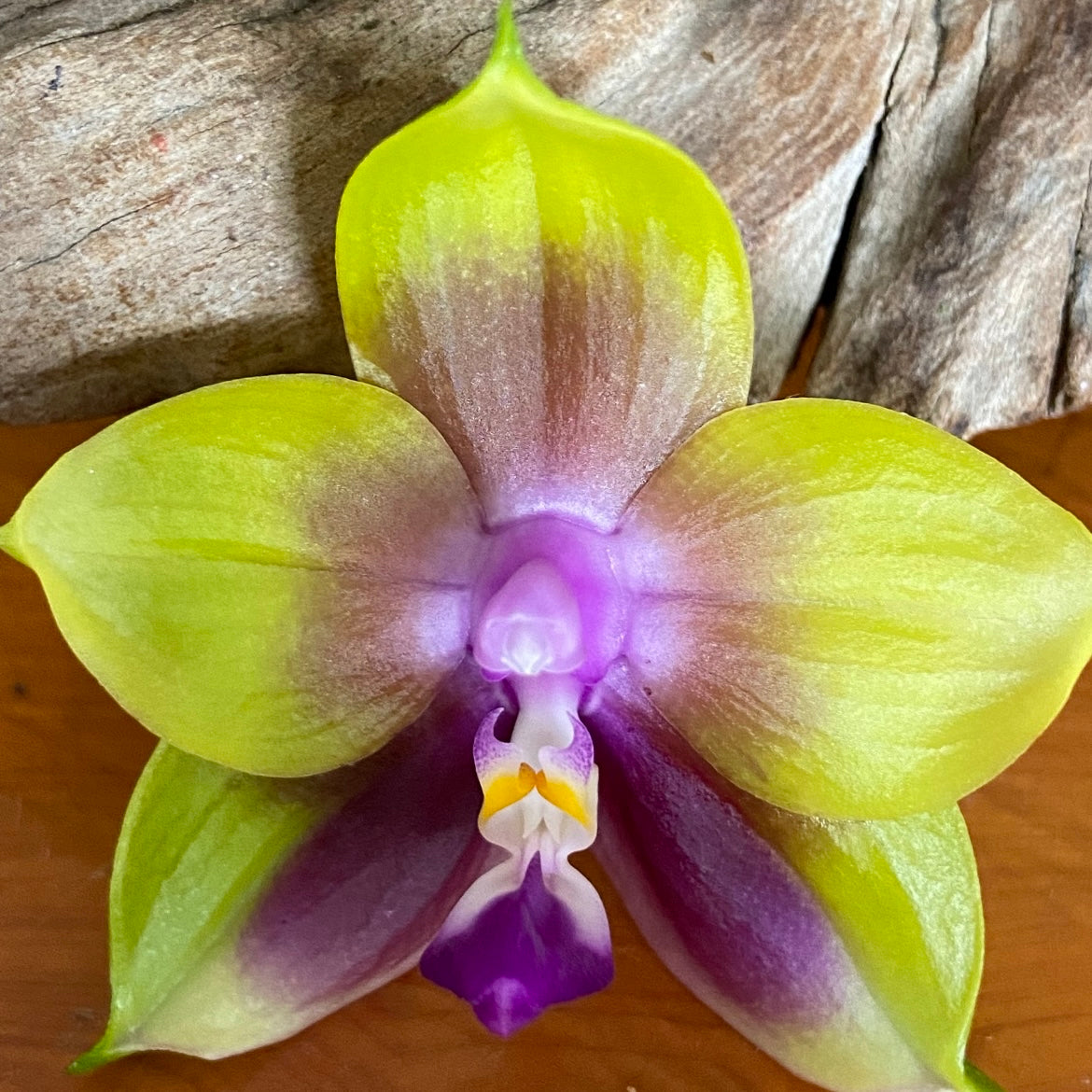 Phal. Smiley Bluebird shinning blue x Mituo Princess 'MO-511'