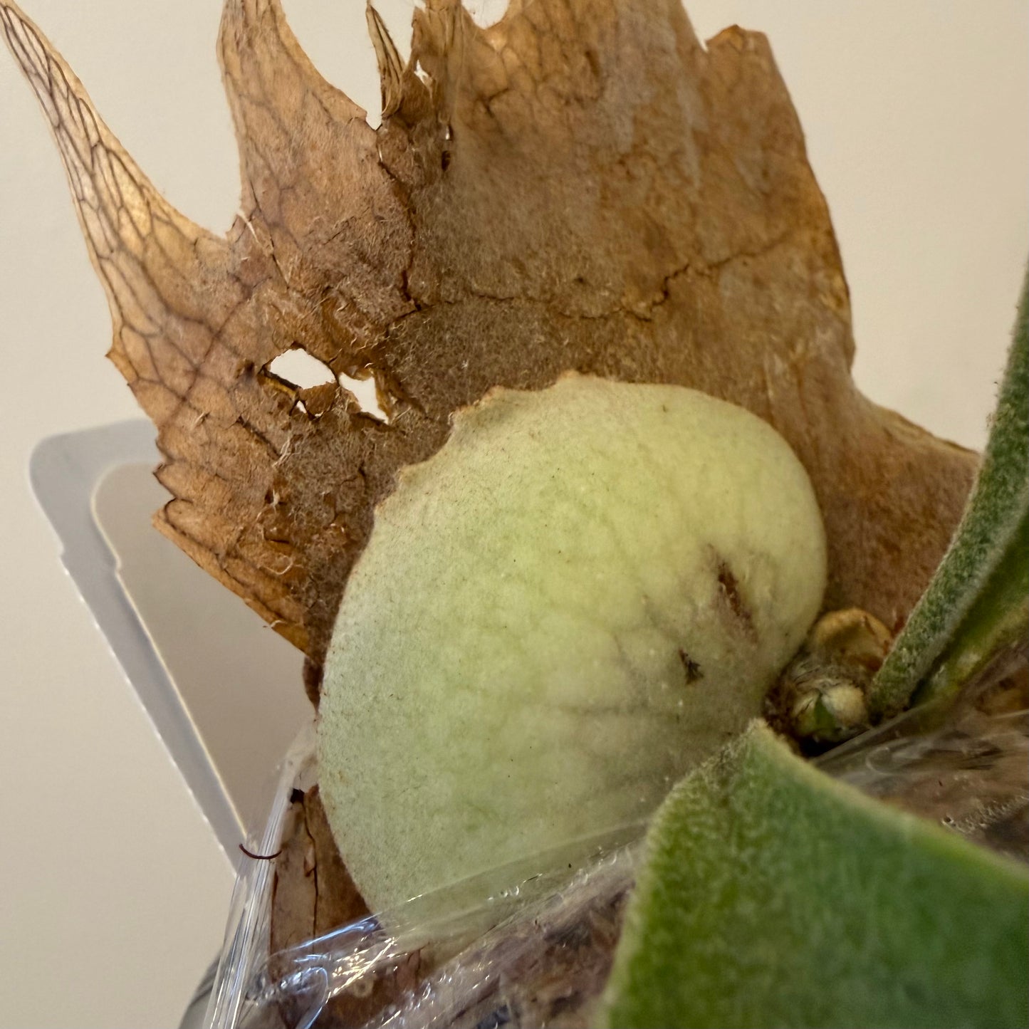 Platycerium Veitchii Wild#7 spore