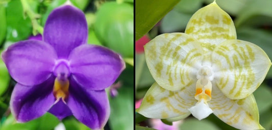 Phalaenopsis (Penang Jewel X (Yaphon Super Jaguar x Samera)) ‘雙梗深藍圓’ x Mituo Golden Tiger ‘White Tiger’