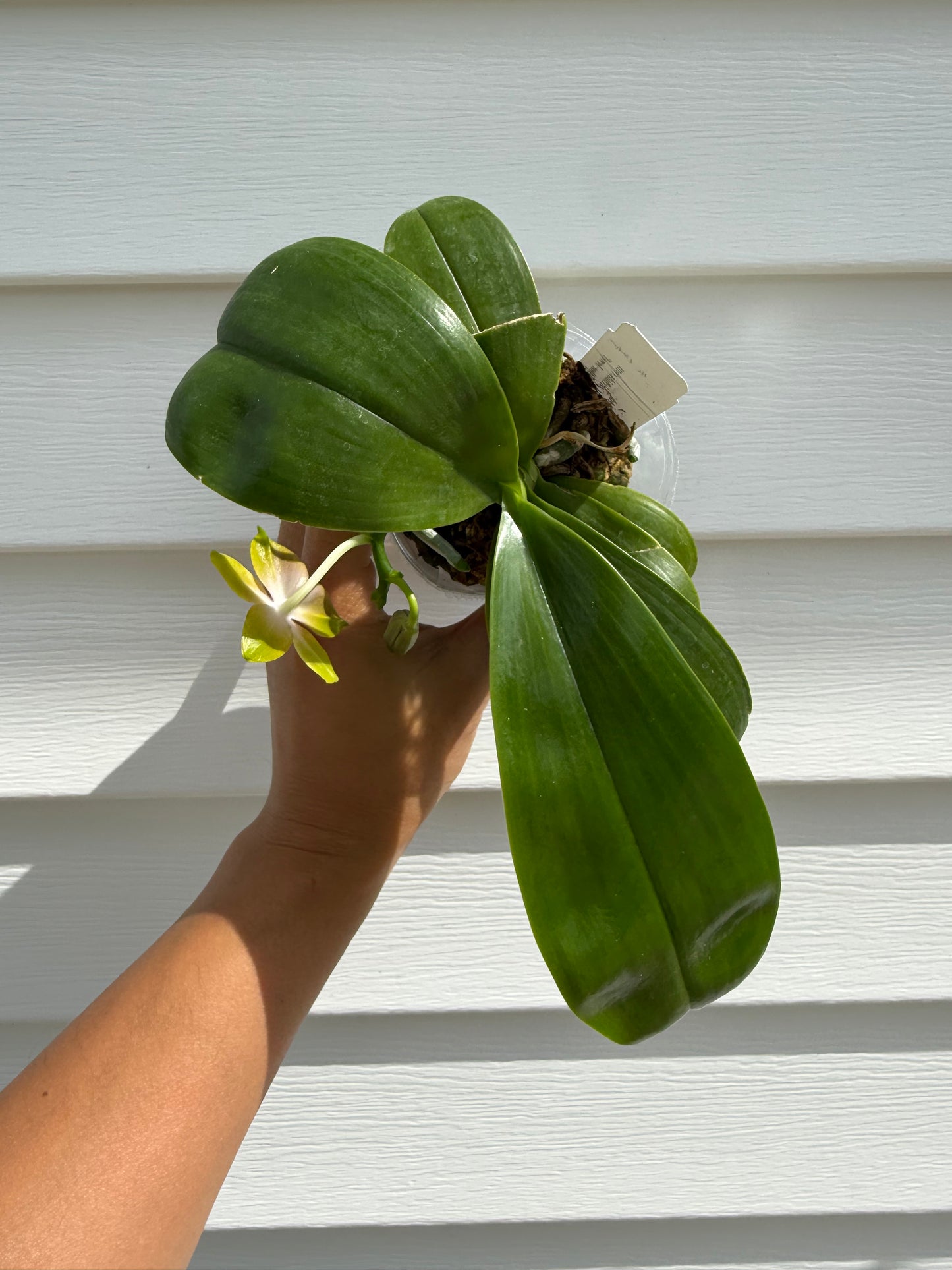 QA081-Phal. Smiley Bluebird x Phal .Mituo Princess 'Blue Jewel'