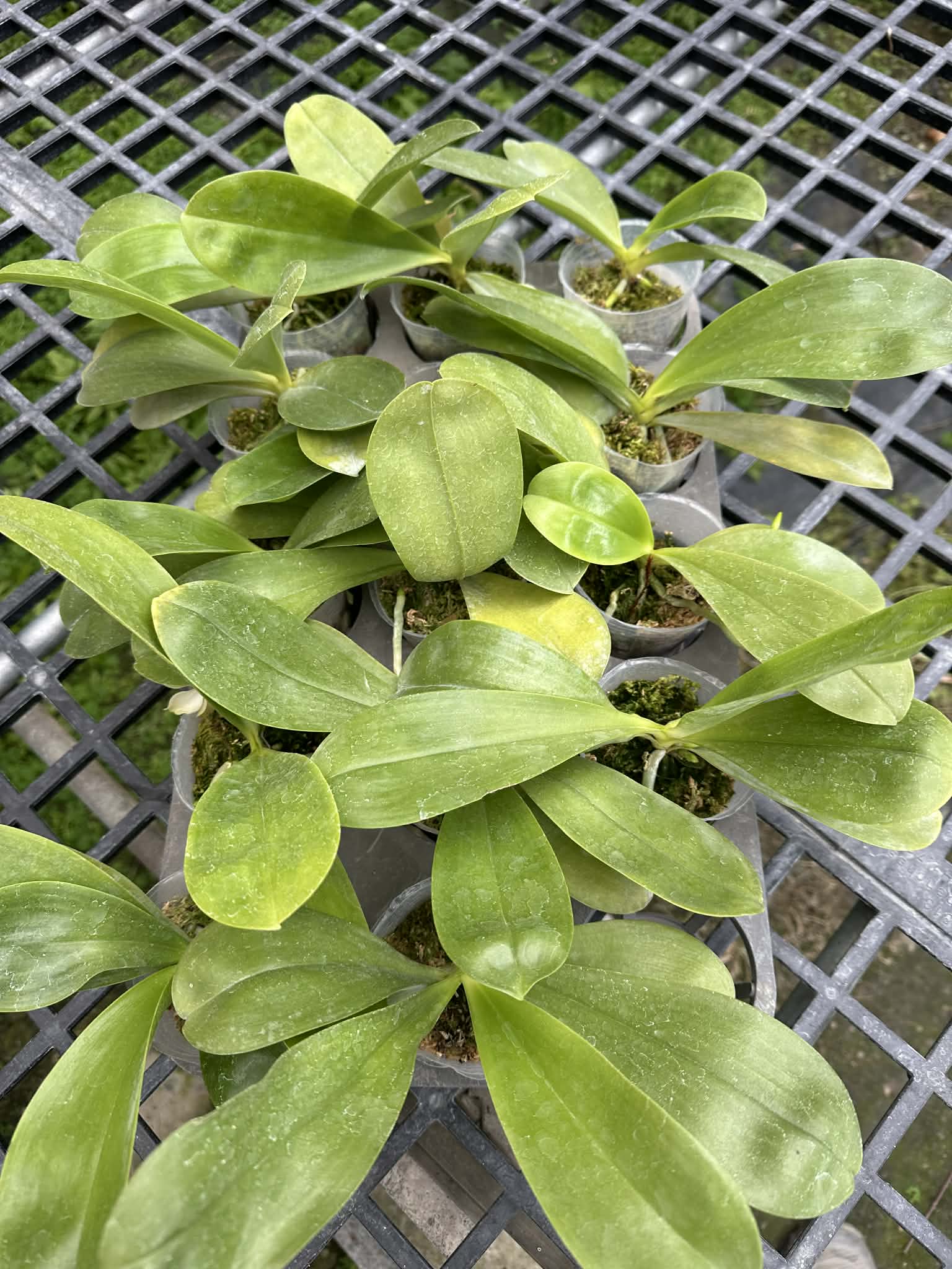 Multiple Phalaenopsis micholitzii x sib orchids in 2.5 inch pots on a nursery tray, perfect for home and garden plant lovers.