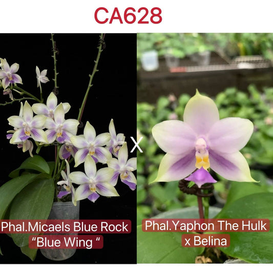 CA628 - Phal. Micaels Blue Rock 'Blue Wing' X Phal. (Yaphon The Hulk x Bellina)