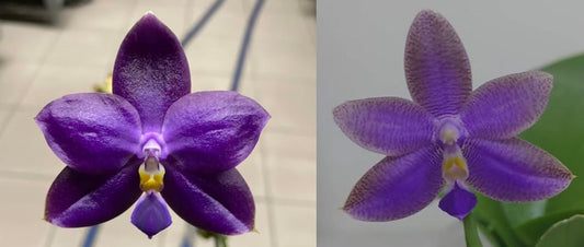 Phalaenopsis Yongli Magic Star