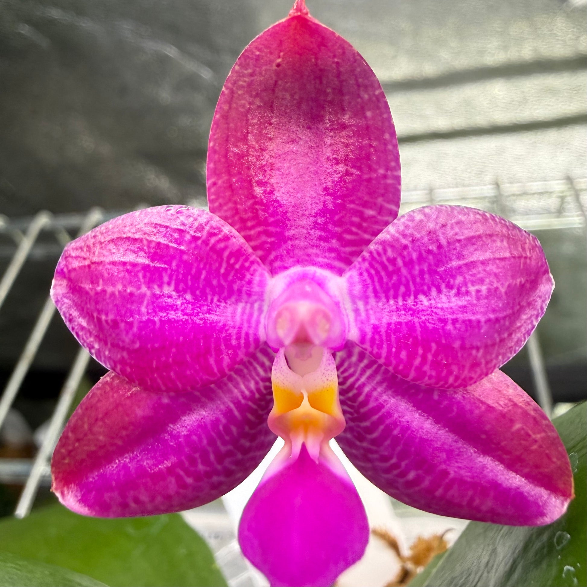 HCorchids