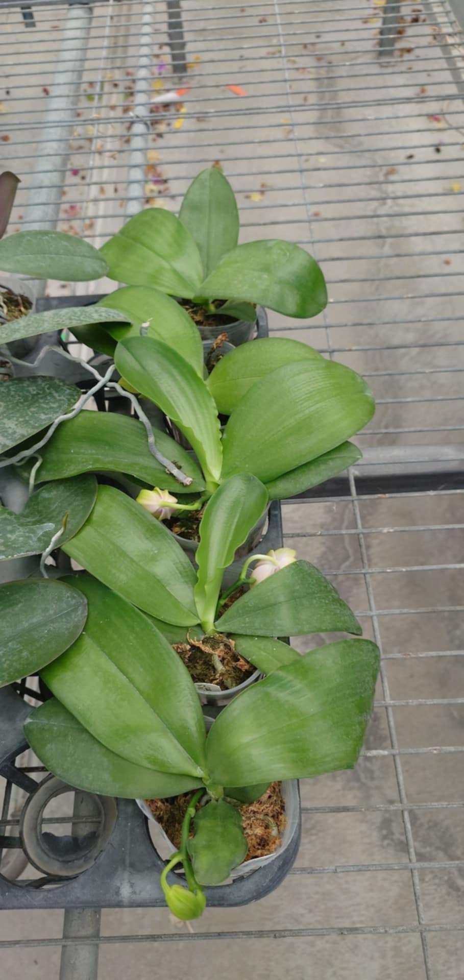 Phalaenopsis LD’s Bear Queen