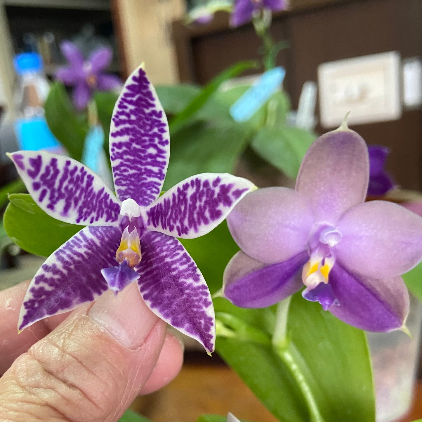 QM437A Phal. Mainshow Blue Tint 321x Phal. Mainshow Sapphire