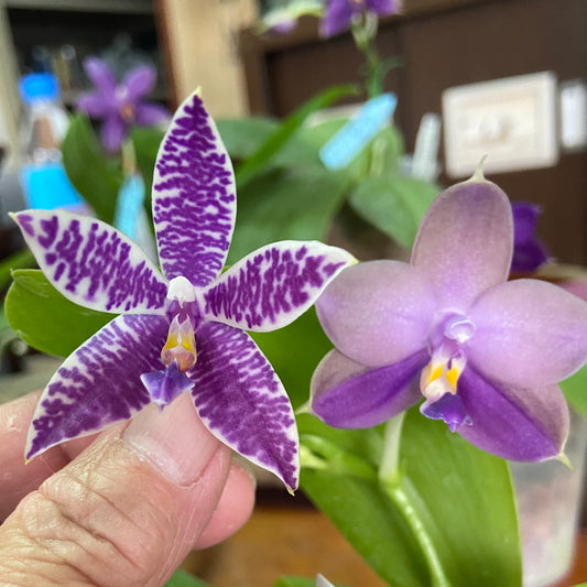 QM437A Phal. Mainshow Blue Tint 321x Phal. Mainshow Sapphire