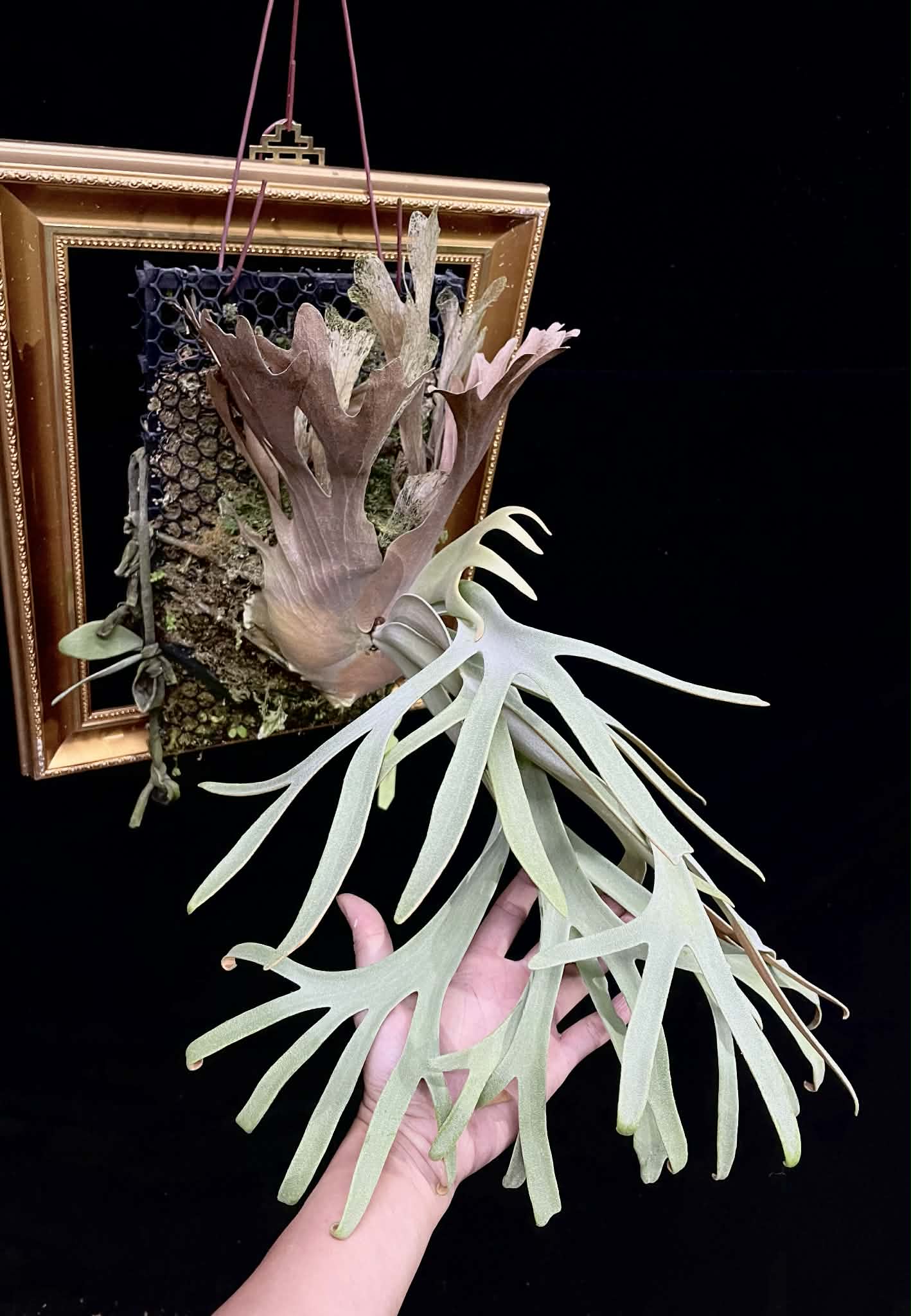 Platycerium Willinckii Wild SBD#33 spore ‘Dwarf Select’