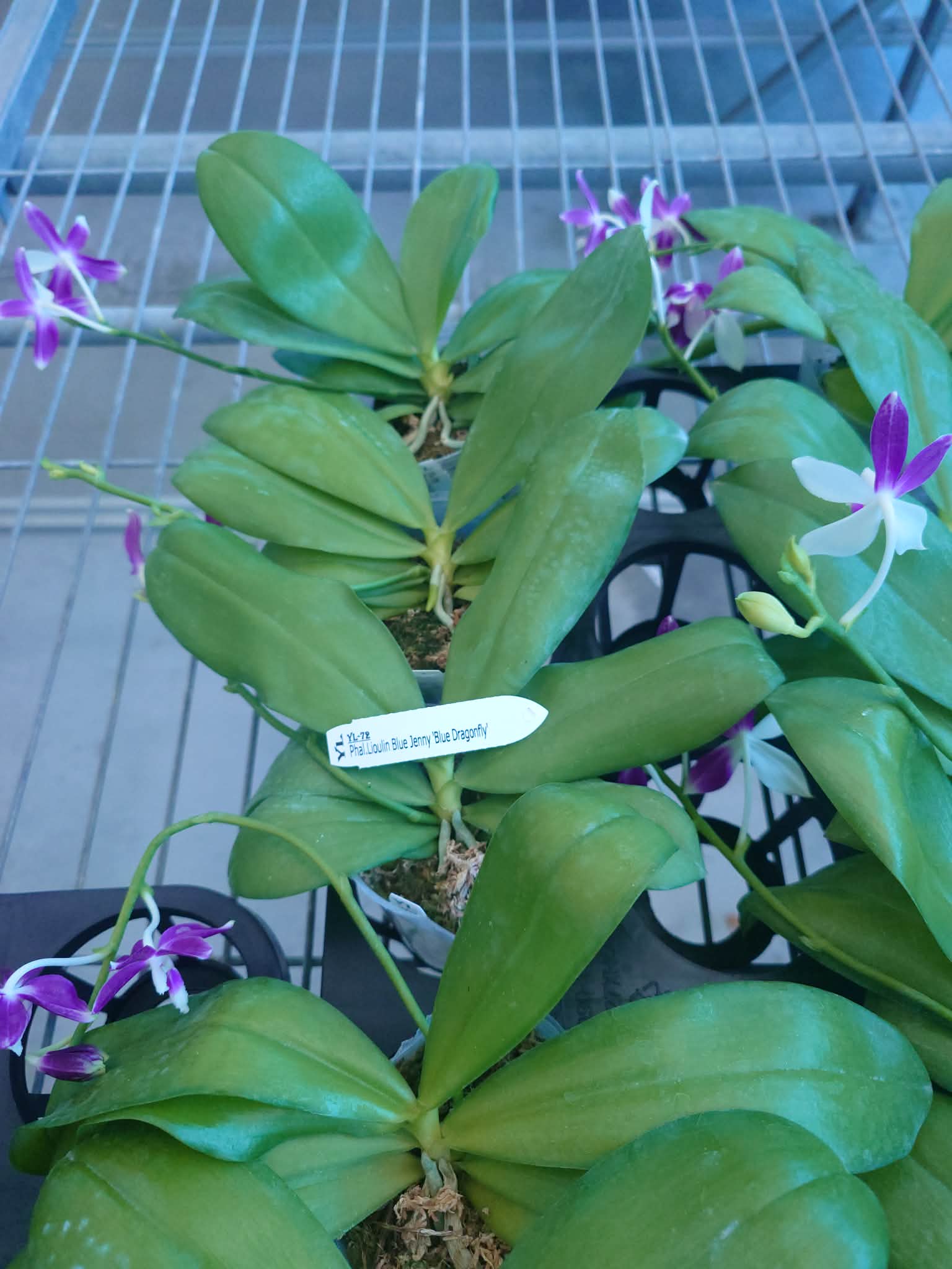 HCorchids