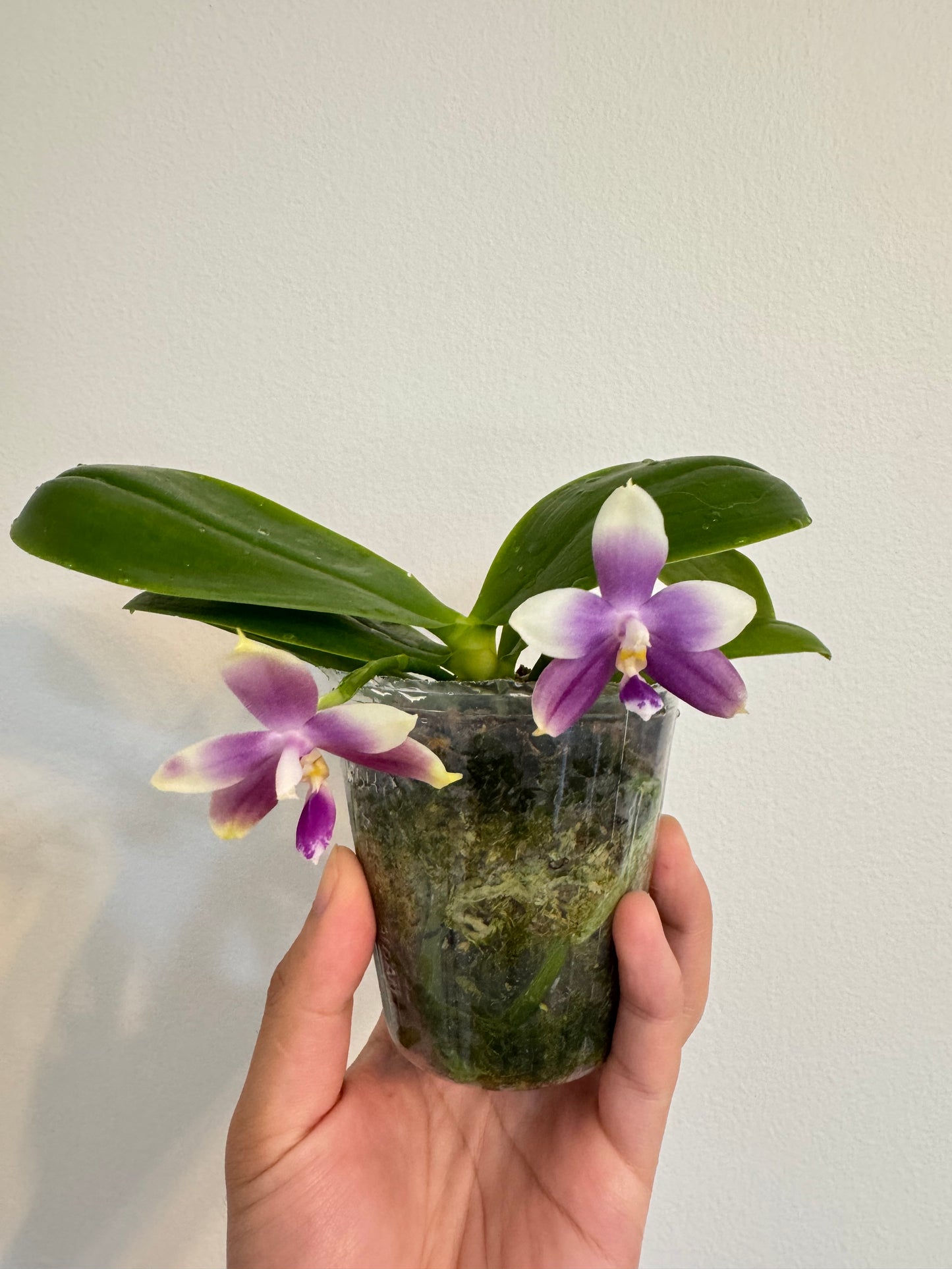 Phal. Vinh Long Sun "Magic Rock" x P. Lee Wee Queen “Blue Idol”