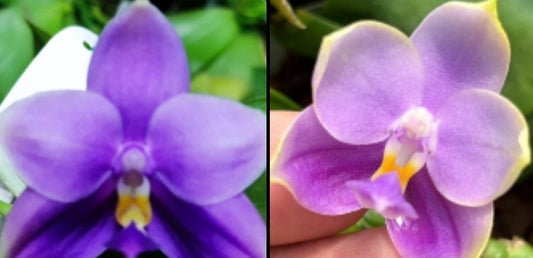 BKH2352A - Phal. (Penang Jewel X (P.Yaphon Super Jaguar x Samera)) ‘Big Round’ x Phal. (Penang Jewel X (Yaphon Super Jaguar x Samera)) ‘Super Round’