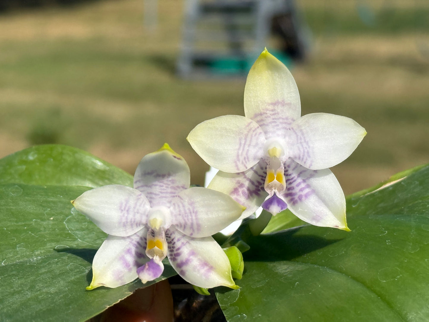 Phal. Mainshow Blue Wave x Phal. Mituo Purple Dragon