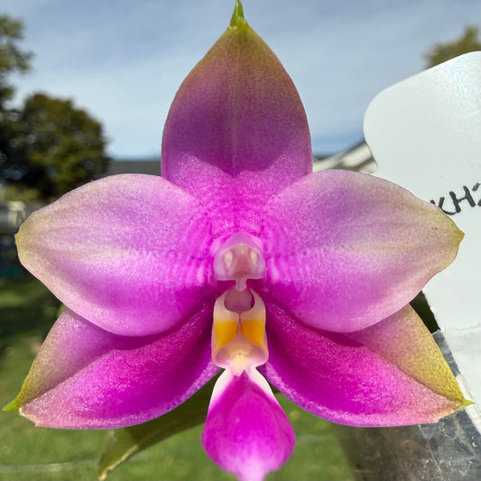 BKH2256 Variegated