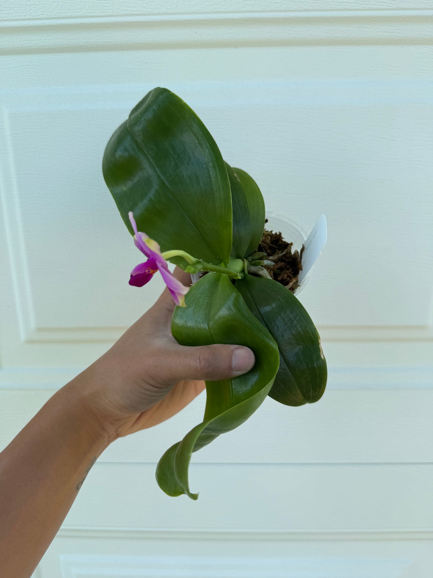 Phalaenopsis (violacea indigo ‘alba’ x bellina ‘pink’)