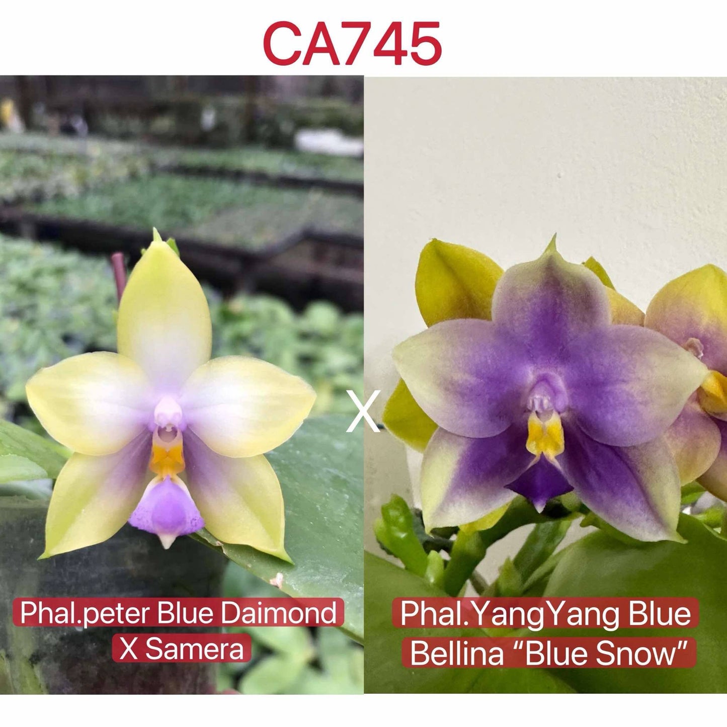 CA745 - Phal. (Phal. Peter Blue Diamond x Samera) x Phal. Yang Yang Blue Bellina
