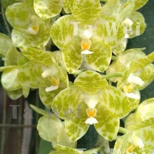 Phalaenopsis gigantea alba orchid flowers