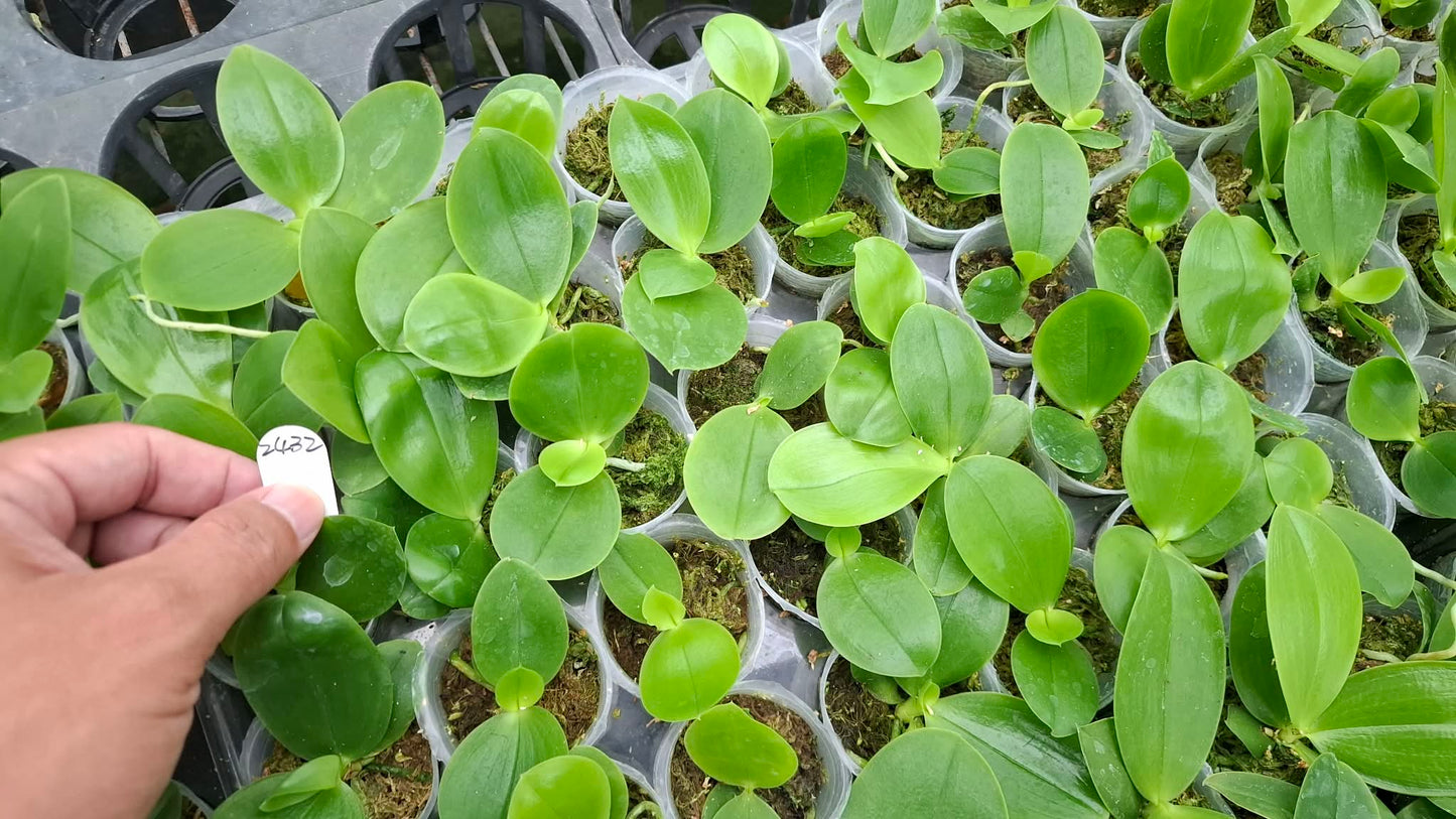 Phalaenopsis (Freya’s Blue Hope x Freya’s Blueberry Jam)