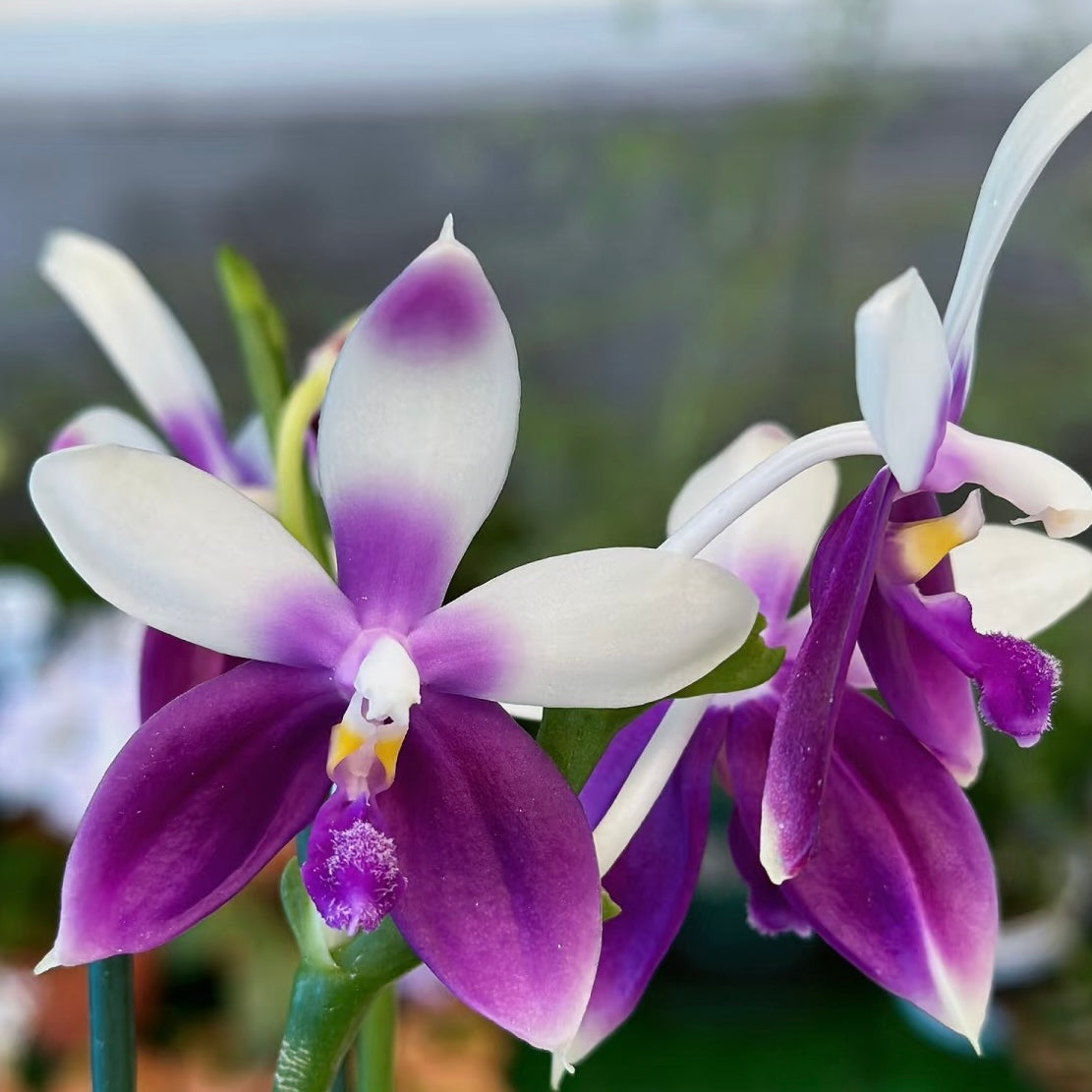 Phalaenopsis Lioulin Blue Jenny ‘Blue Dolphin’ orchid with deep violet and white petals in full bloom, ideal for indoor plant decor.