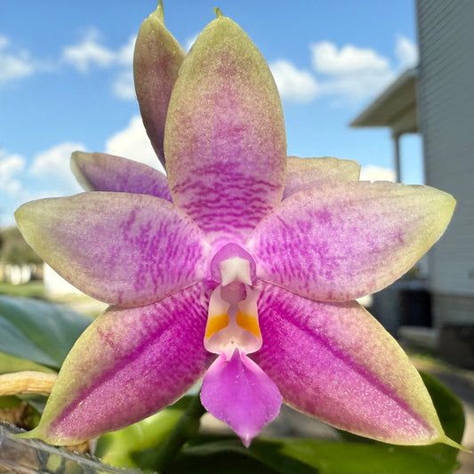 QA115-Phal. Mainshow Magic x Phal. KS Blue Ludde 303