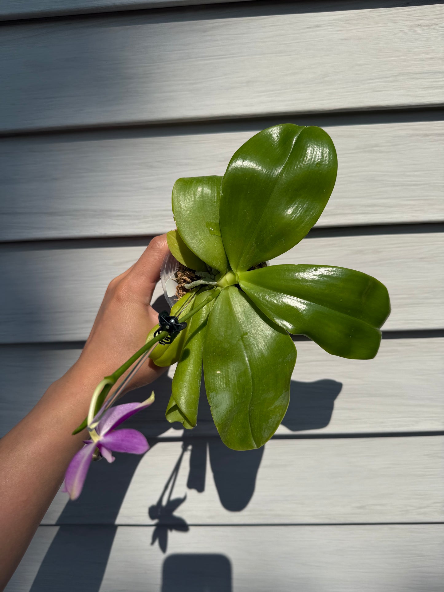 Phal. Lucien Samera x Phal. Vinh Long Red Sun