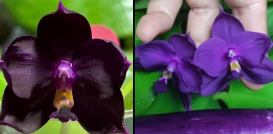 A split-screen close-up of purple orchid flowers, with one flower on the left and two flowers being held by a hand on the right against a green leaf background.