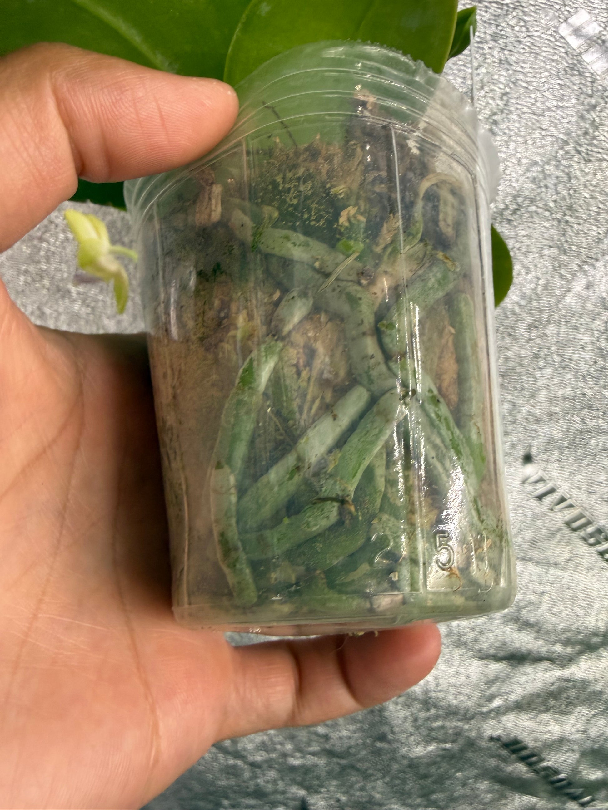 HCorchids