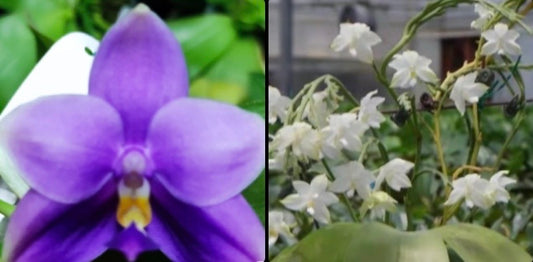 BKH2349A - Phal. (Penang Jewel X (Yaphon Super Jaguar x Samera)) ‘Big Round’ x Phal. Penang Violacea ‘BK Forest’