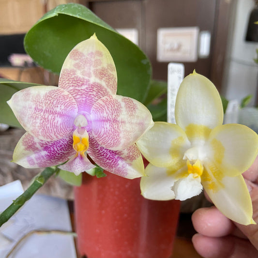 QA141 Phal. Mainshow Colorful Light x Phal. Yaphon Lover