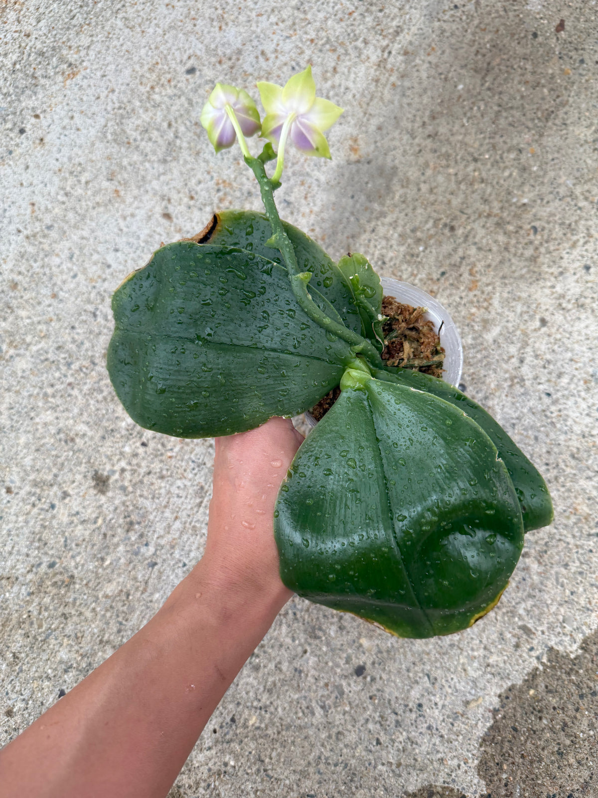 Phalaenopsis bellina coerulea x sib