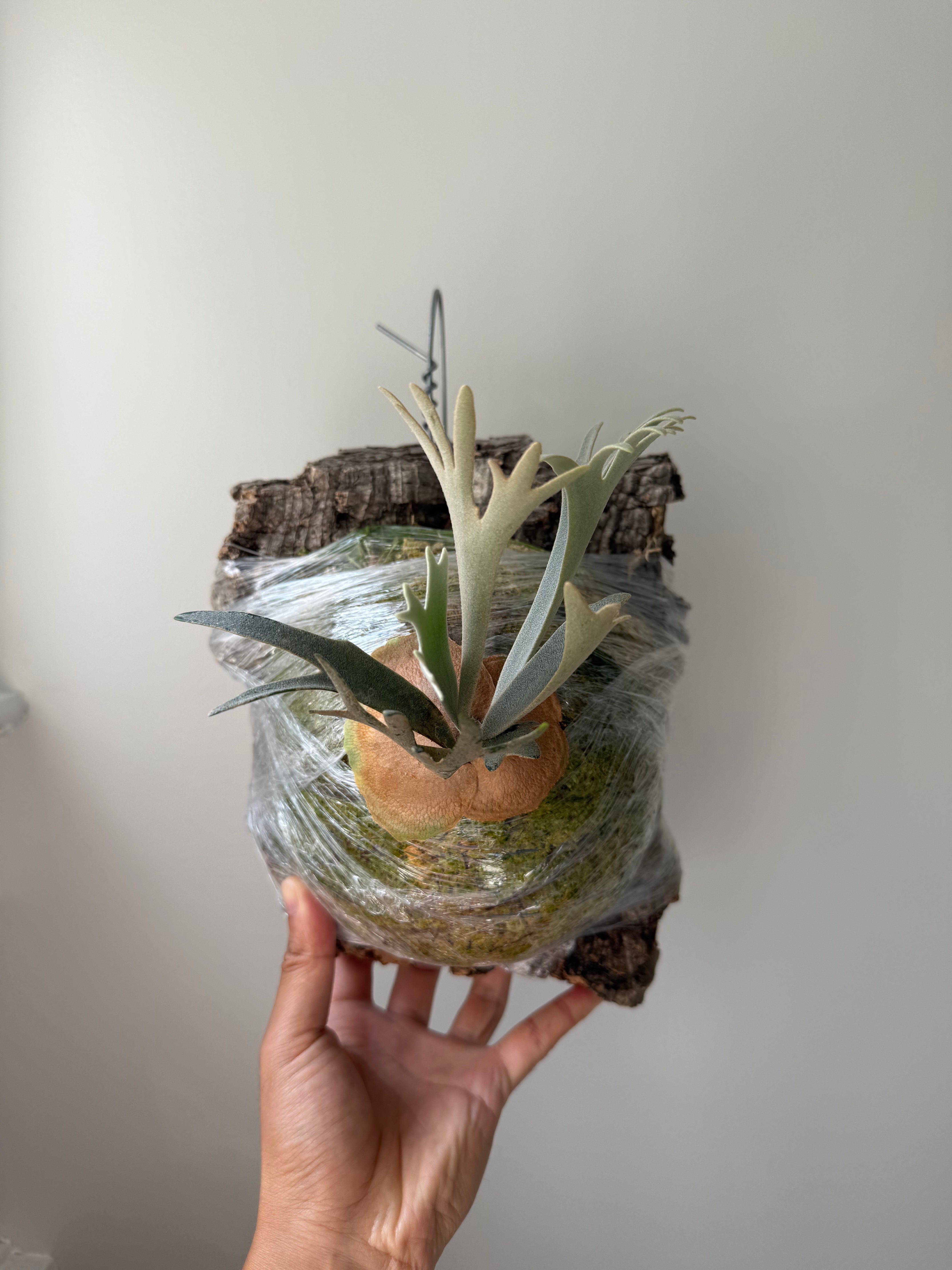 Dwarf Platycerium Moonlight - Rare Plant Variety – HCorchids