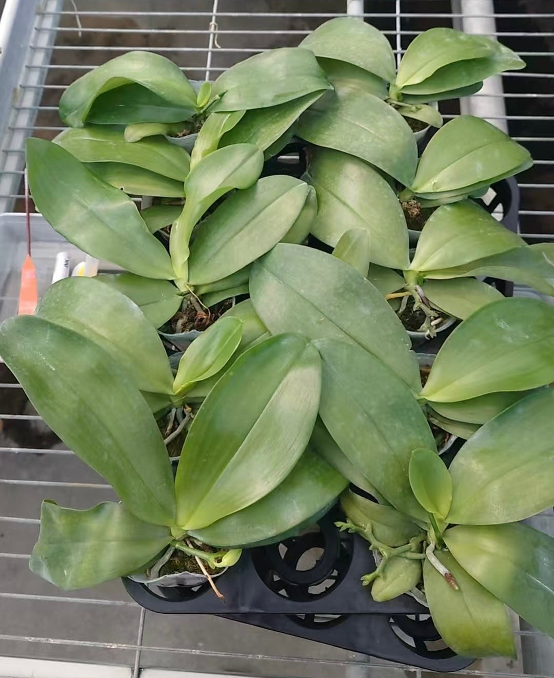 Phalaenopsis LD’s Bear Queen