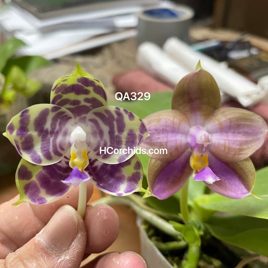 Flask - Phalaenopsis (MS Mermaid x Mainshow Mermaid '411 Select')