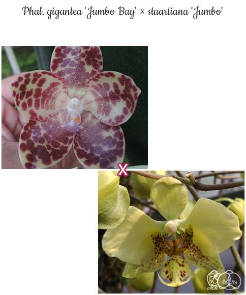 Phalaenopsis (gigantea x stuartiana)