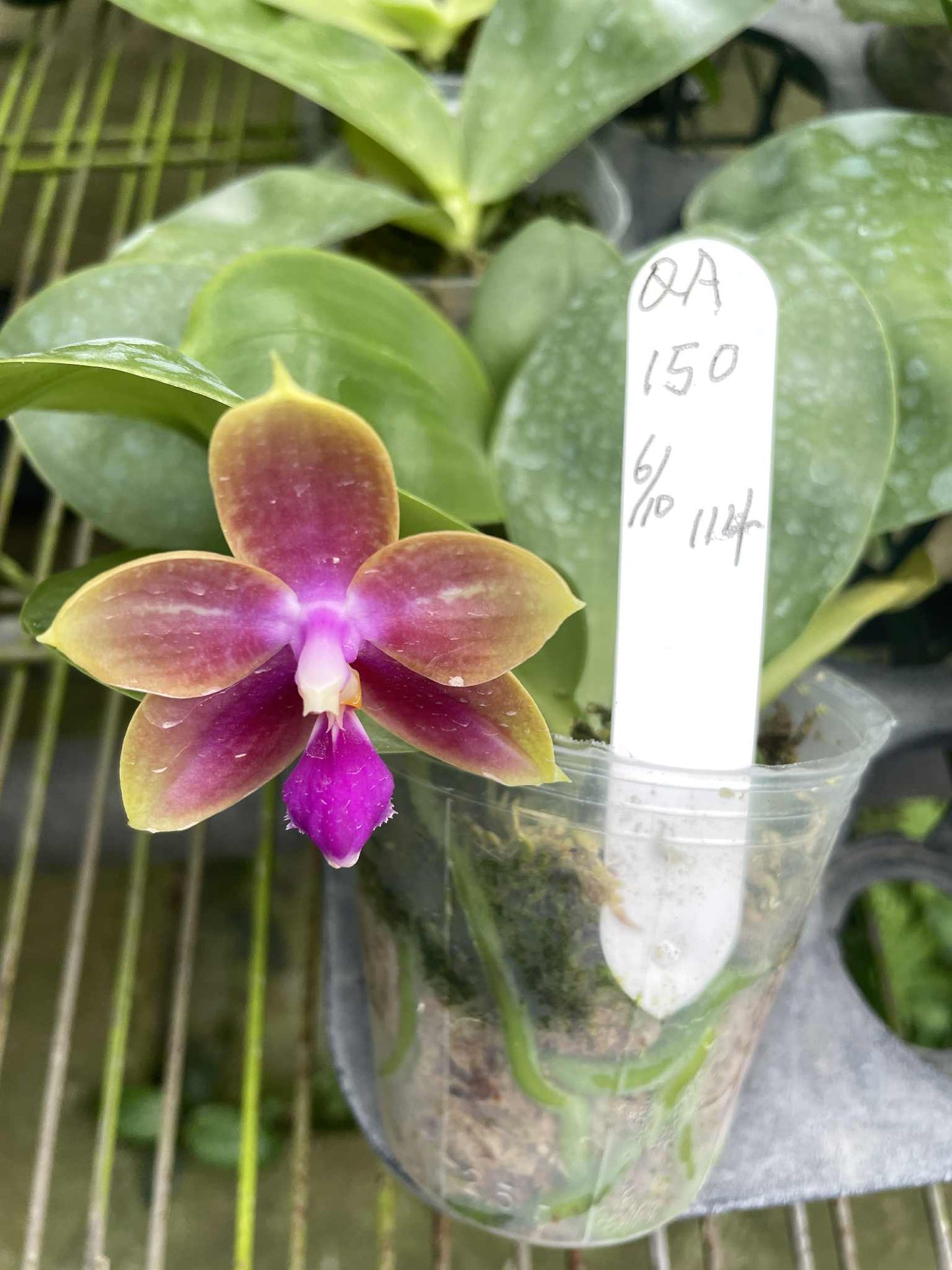 QA150 Phal. Yaphon Lover x Phal. bellina blue