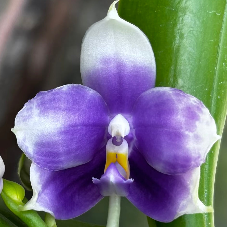 Purple and white novelty Phalaenopsis orchid flower