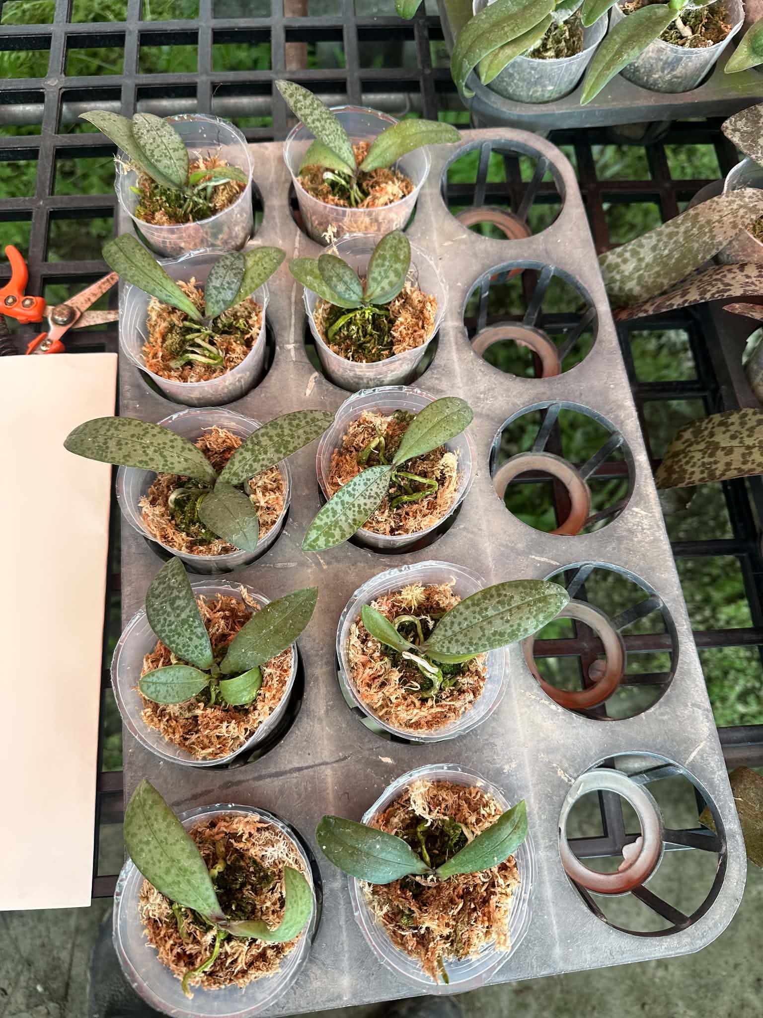 HCorchids