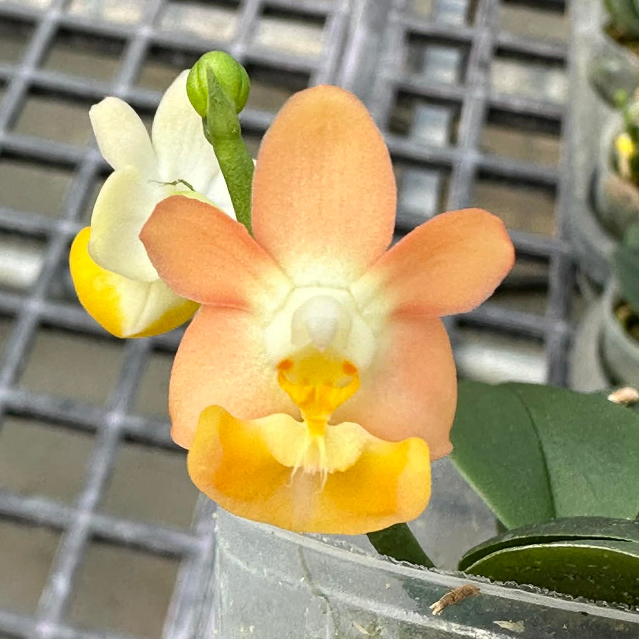 Peach and yellow orchid flower in small pot