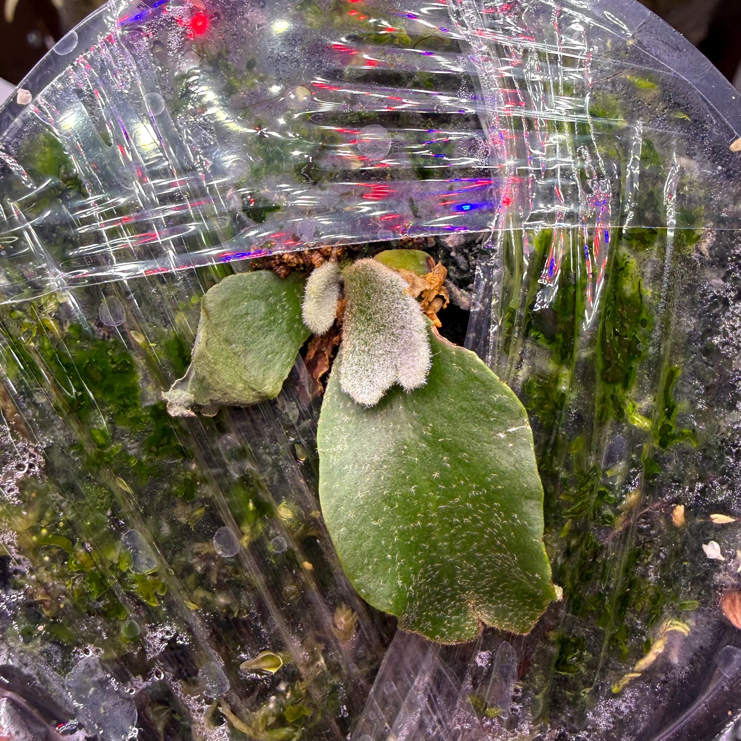 Platycerium Willinckii Mew Spore ‘Dwarf Select’ developing shield fronds in a moist environment, suited for unique indoor plant collections.