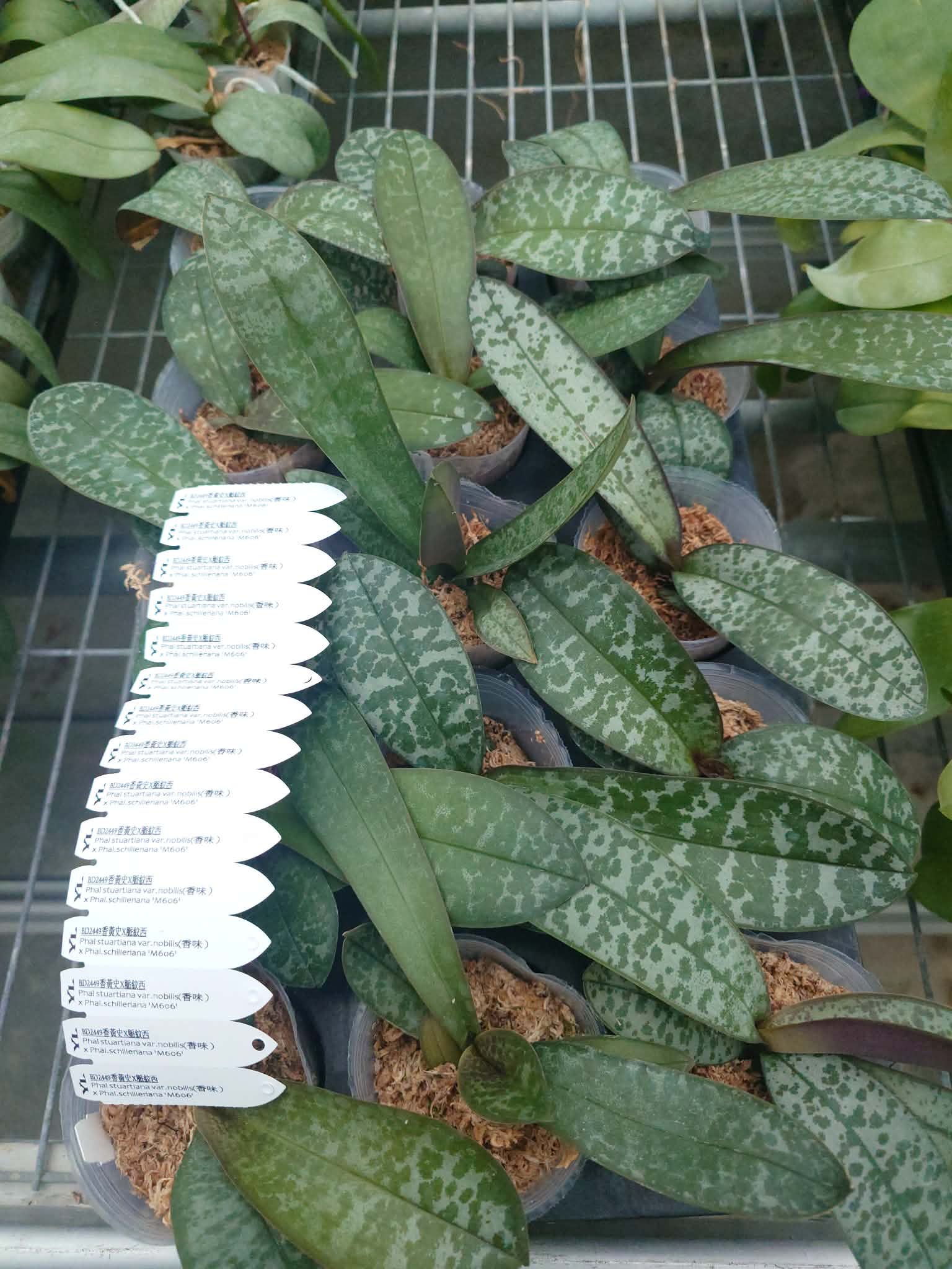 HCorchids
