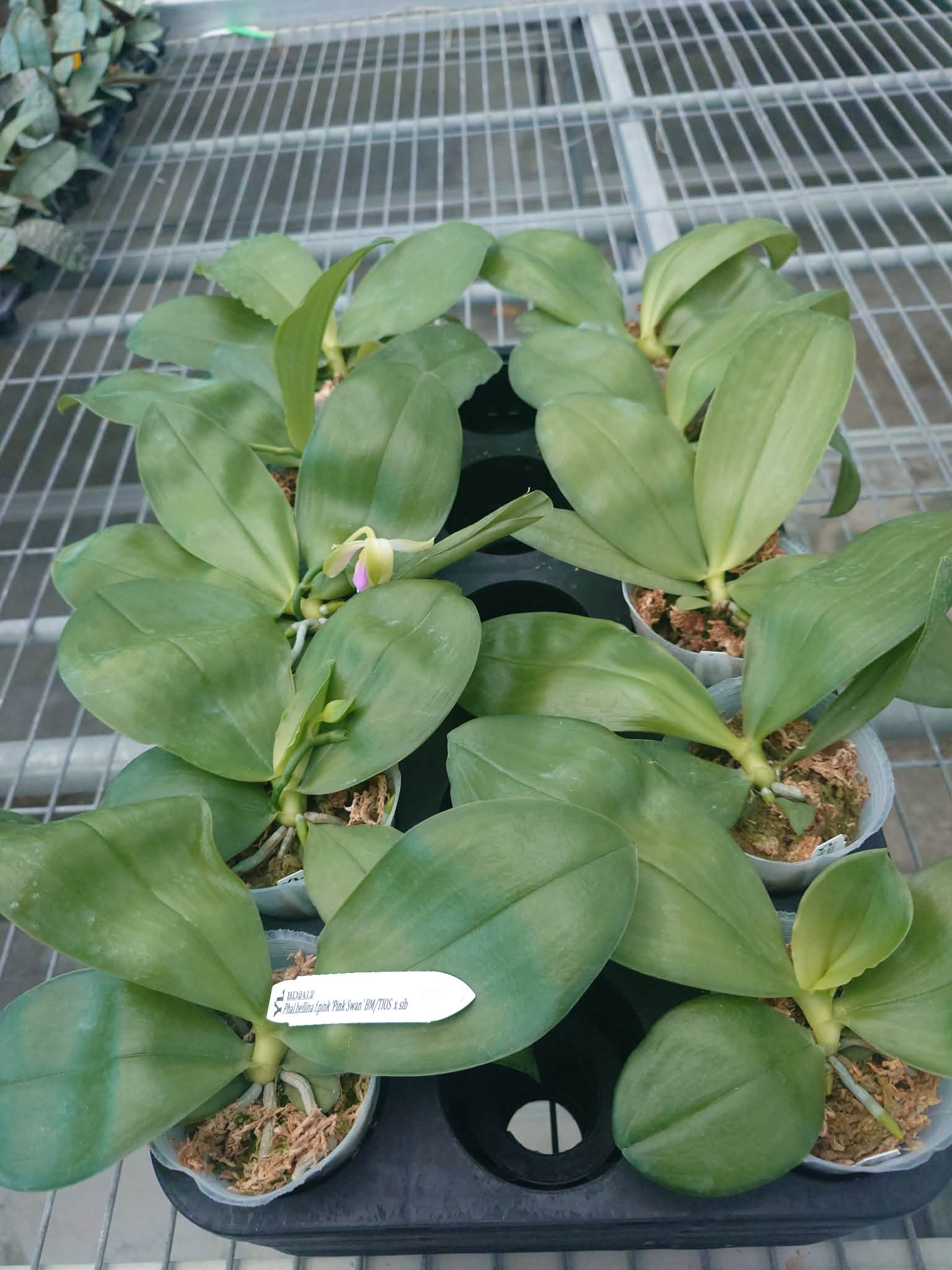 HCorchids