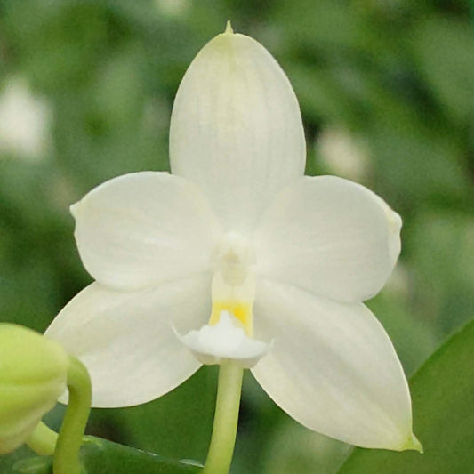 Close-up of Phalaenopsis Rainbow Falconer YL107 Orchid from YongLi with creamy white petals and yellow throat, ideal for indoor plant decor.