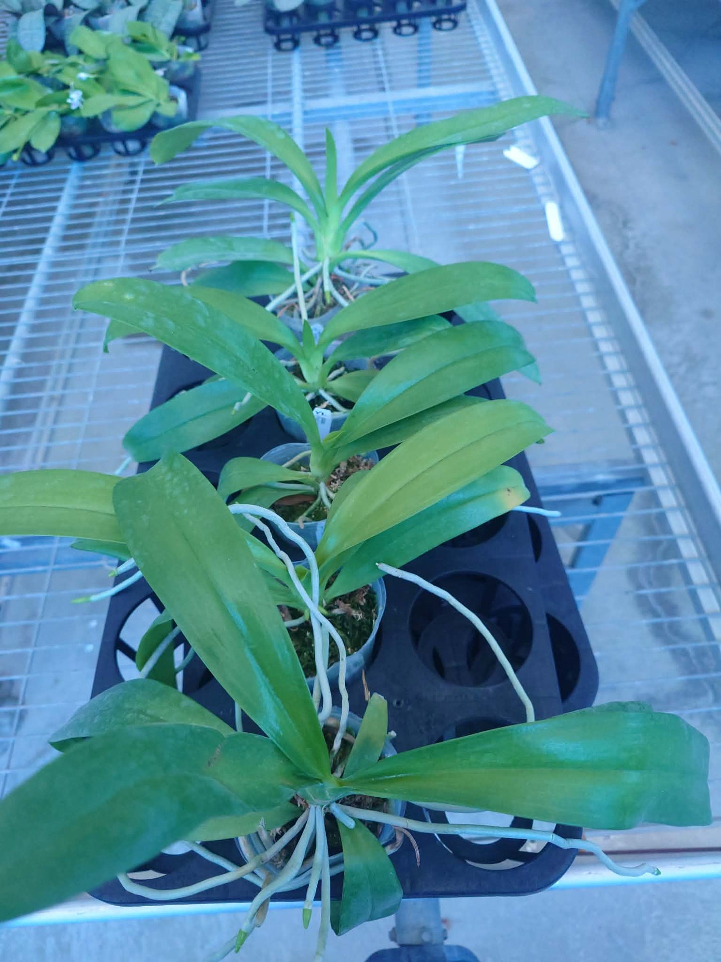 Phalaenopsis pantherina 'Chiba' SM/TOGA X self
