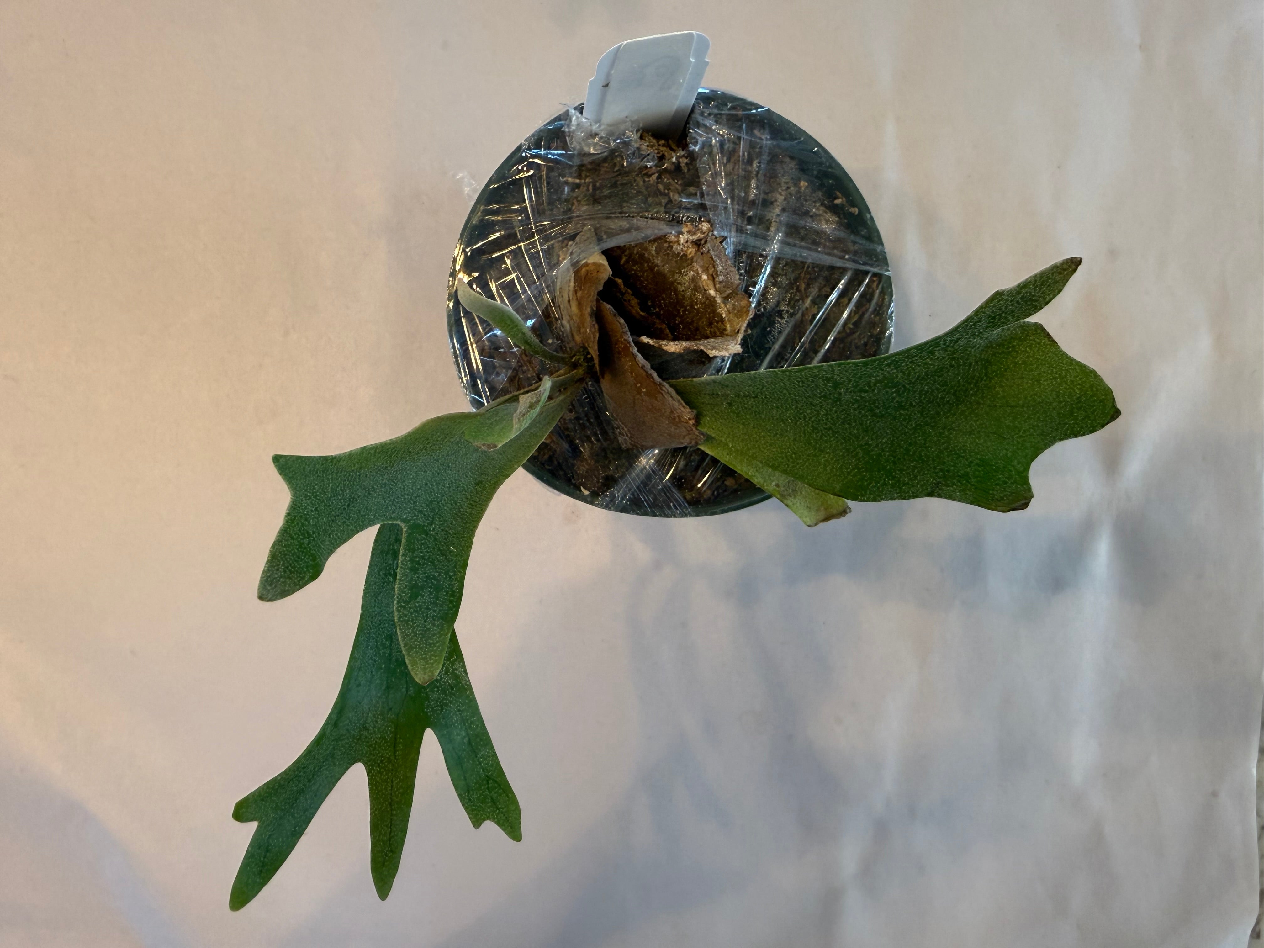 p willinckii WildCat ×White Crow（mix） P. willinckii cv. White Crown 【artPLANTs】ビカクシダ | artPLANTs